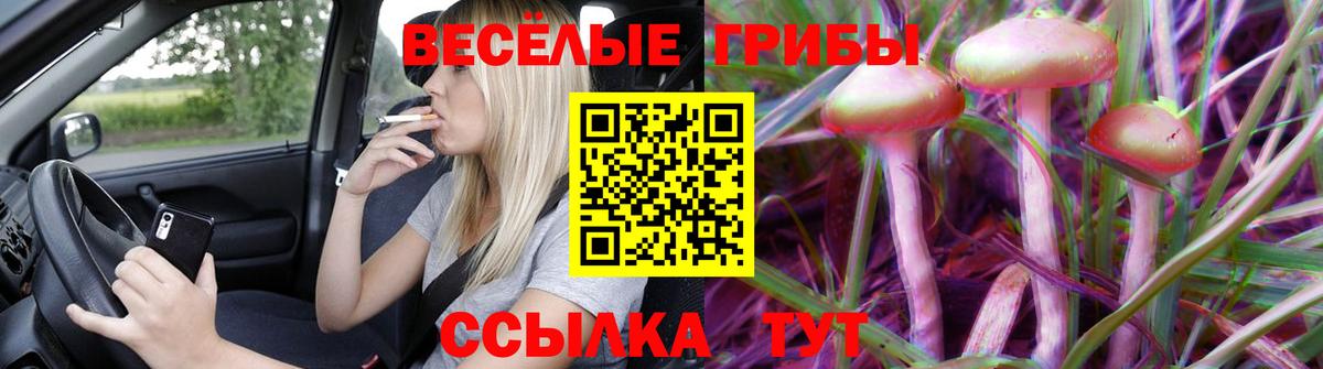Псилоцибиновые грибы Psilocybine cubensis Новороссийск